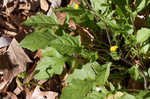 Oriental false hawksbeard